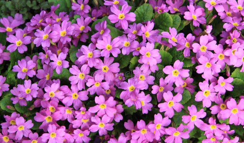 Pink flowers field