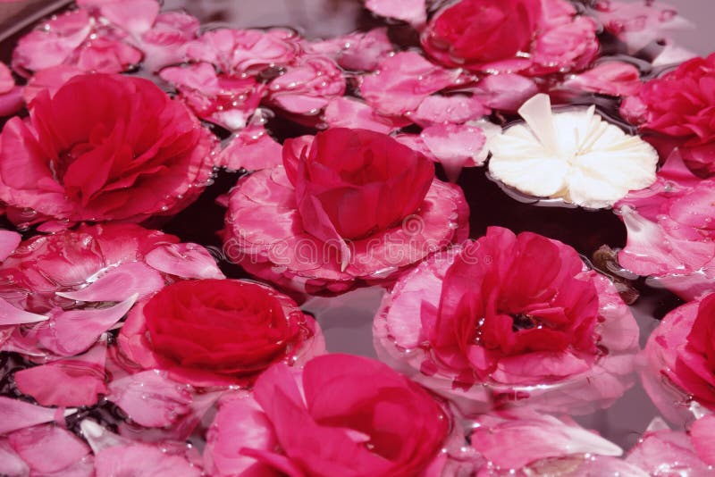 Pink flowers floating peacefully on water