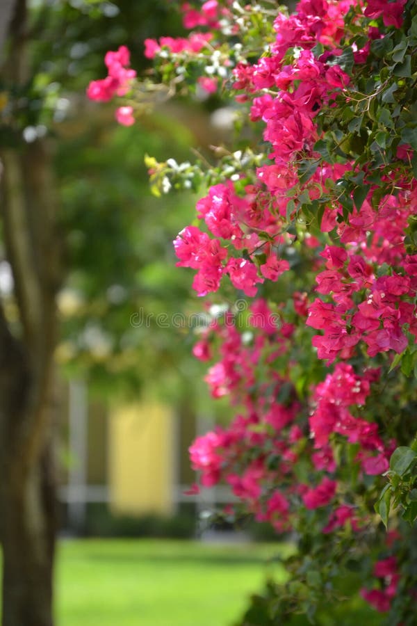 Pink flowers stock image. Image of magenta, pink, florida 57250421