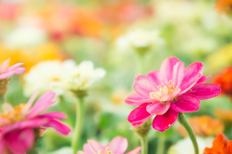 Pink Flowers in the Garden with Sunshine in the Morning Stock Photo