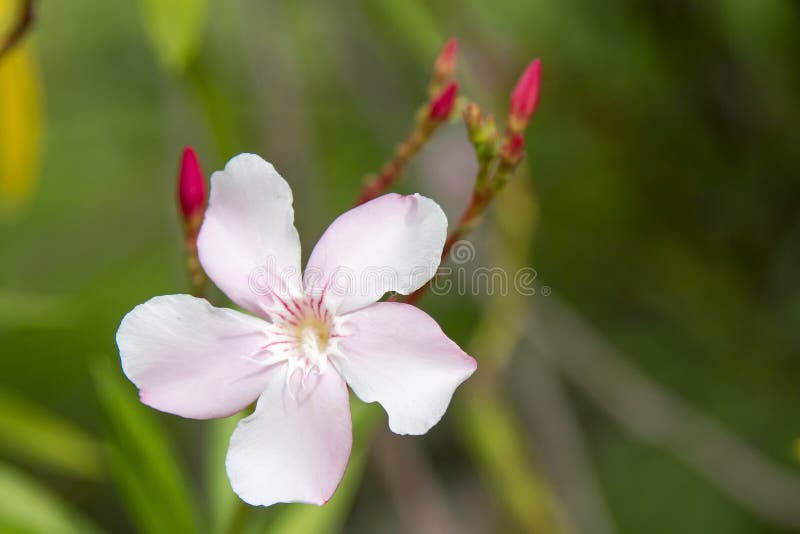 Pink Flowers with Green Background Stock Image Image of beauty, color