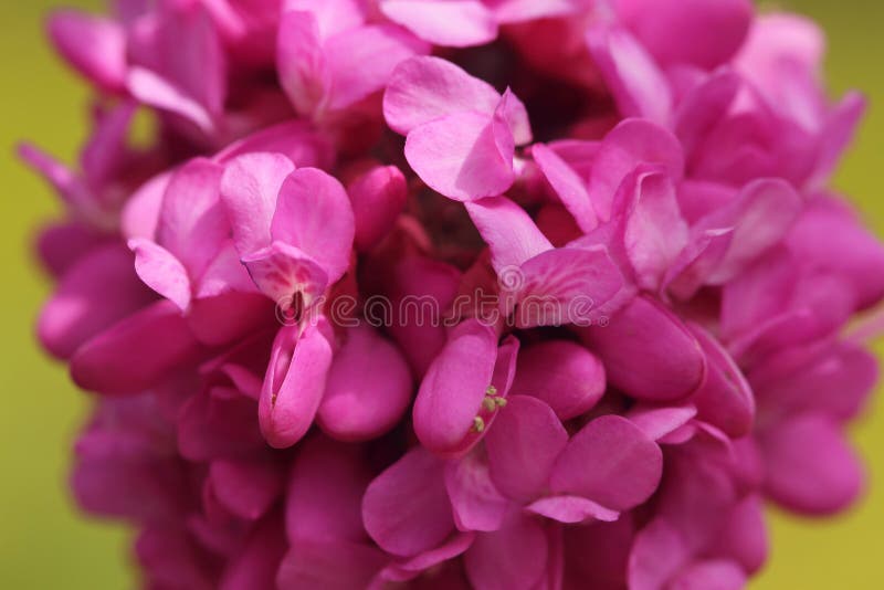 Pink Flowers on Green Background Stock Image Image of backlight