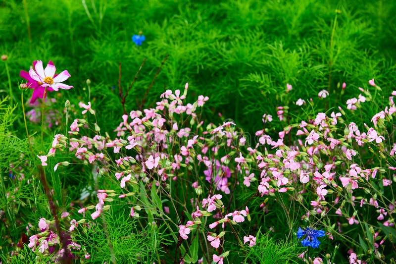 The pink flowers and green grass
