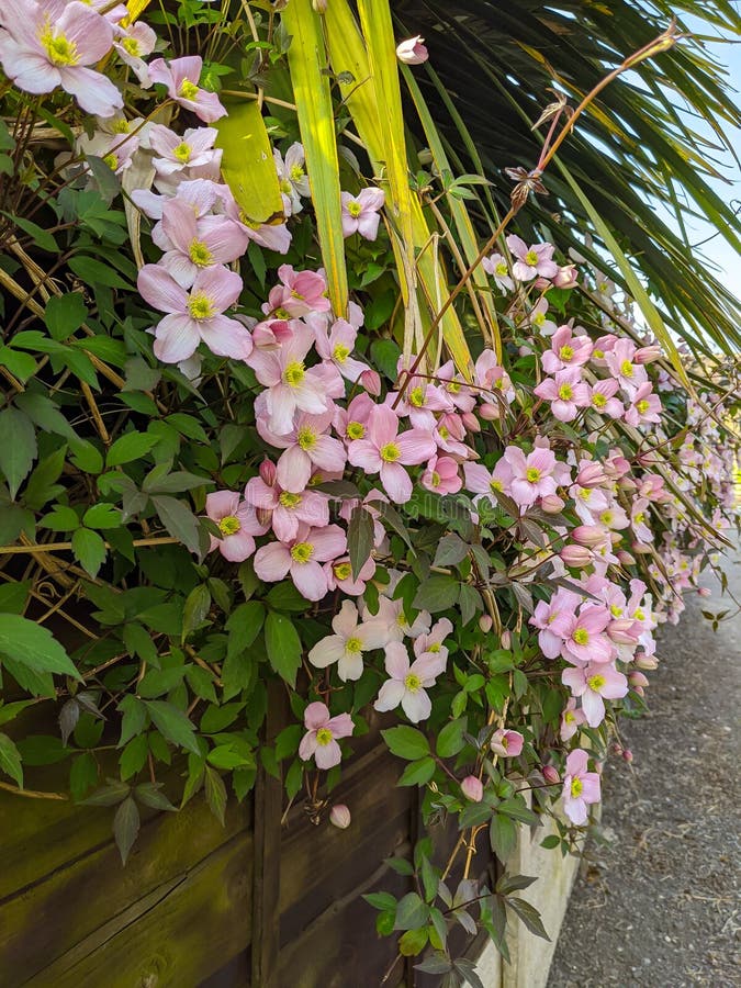 Pink Flowers and Green Hedge Stock Image Image of outdoor, cherry