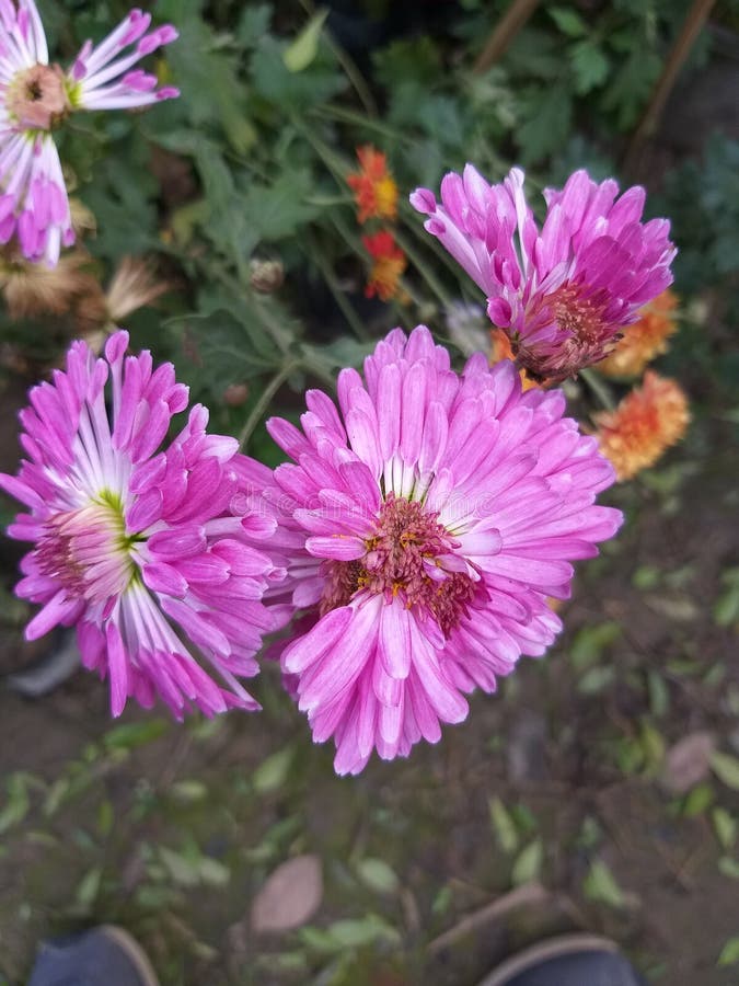 Pink Flowers and Green Plants in the Park Stock Photo Image of plants