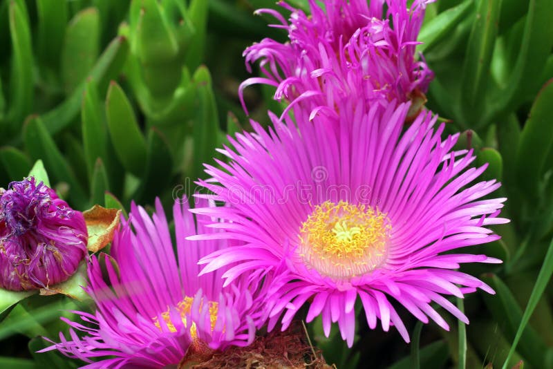 Pink flowers stock photo. Image of grass, growing, freshness 40257664