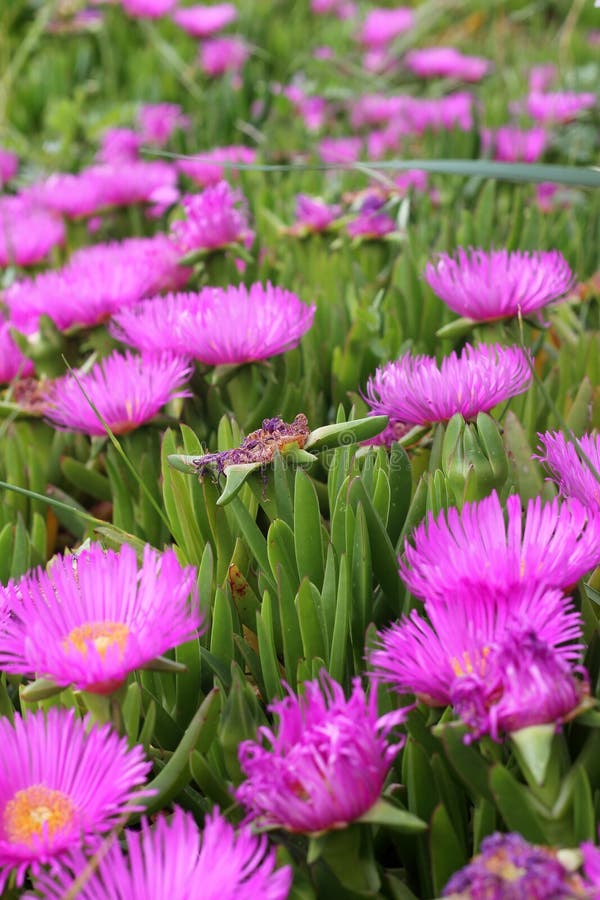 Pink flowers stock photo. Image of grass, growing, freshness 40257664