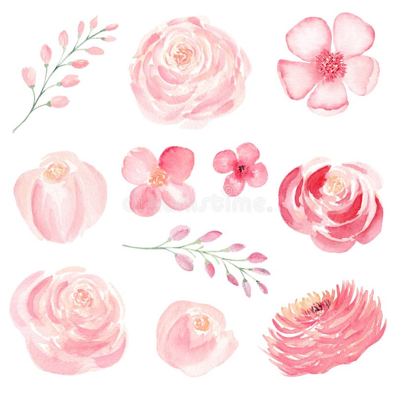 Pink Flowers Hand Drawn Watercolor Raster Illustrations Set Stock ...