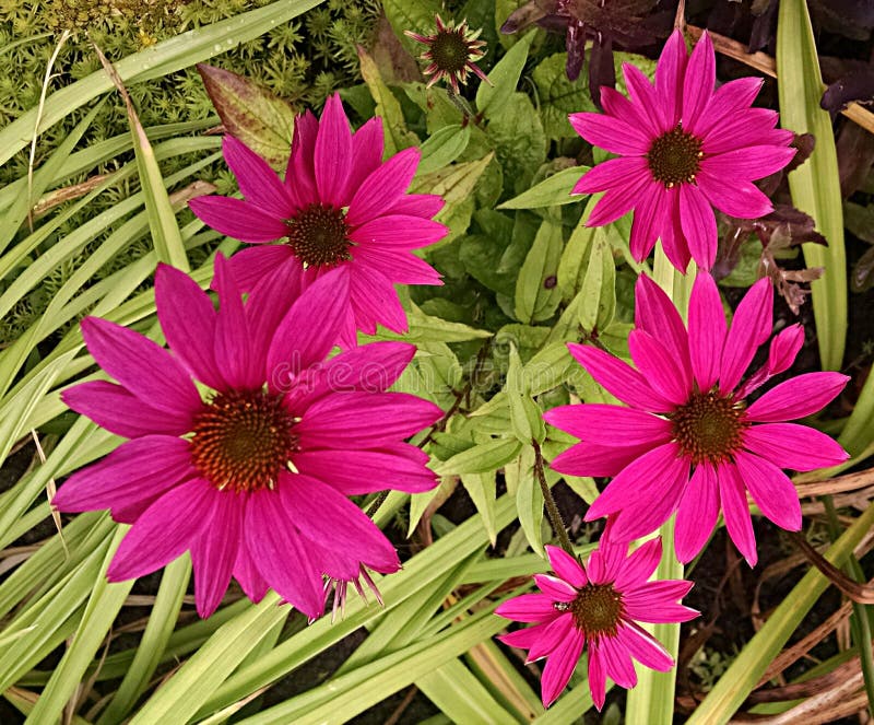 A Goup of Pink Maracas Flowers in a Tropical Hawaiian Botanical Garden