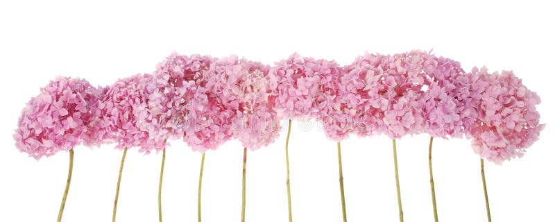 Pink flowers hydrangea (Clipping path)