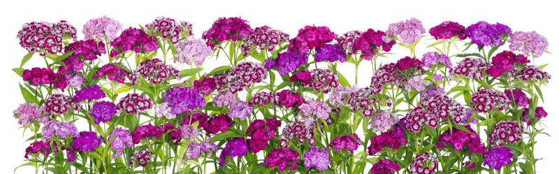 Pink flowers isolated line royalty free stock images