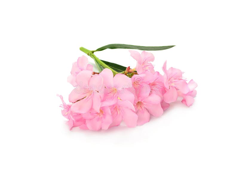 Pink Flowers Isolated on a White Background Stock Image Image of