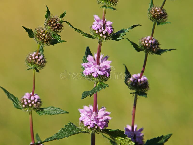 Pink Flowers of Jerusalem Sage. Phlomis Tuberosa Stock Photo Image of