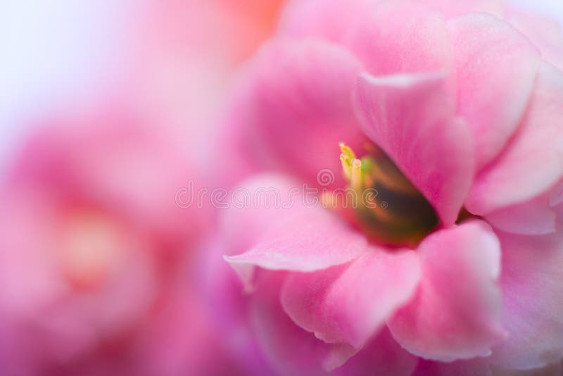 Pink Flowers Of Kalanchoe stock photography