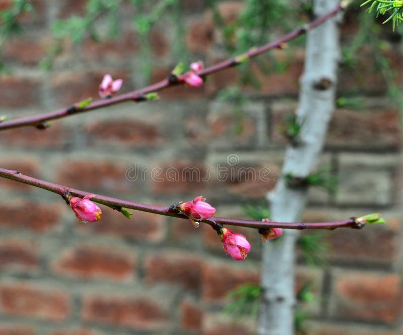 Watlab Kashmir Stock Photos Free & RoyaltyFree Stock Photos from