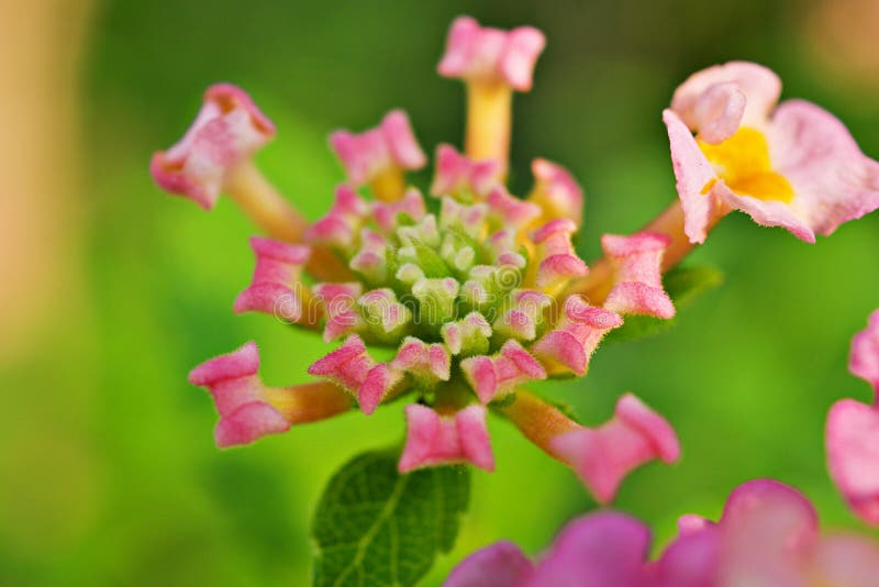 Putus Flowers Stock Photos - Free & Royalty-Free Stock Photos from