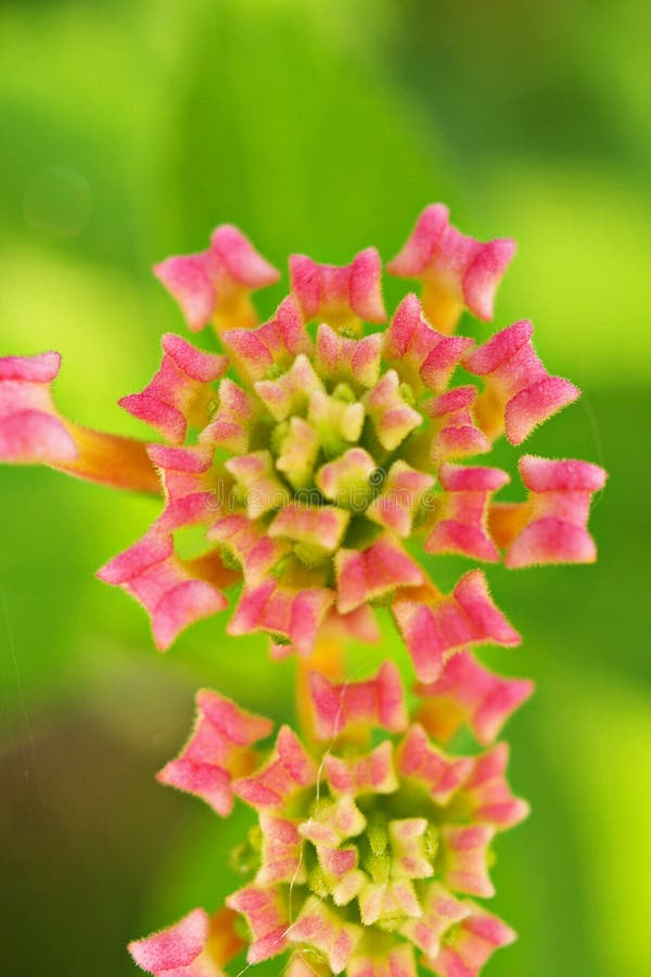 Putus Flowers Stock Photos - Free & Royalty-Free Stock Photos from