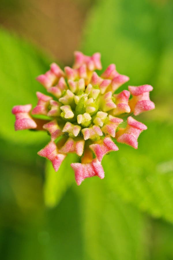 Pink Flowers Lantana Camara West Indian Lantana Plant ,Multicolour