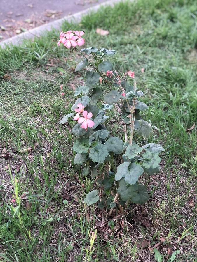 Pink Flowers stock image. Image of pink, living, environments 137726529