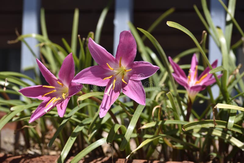 Pink Flowers with Long Stamens Stock Photo Image of macro, bouquet