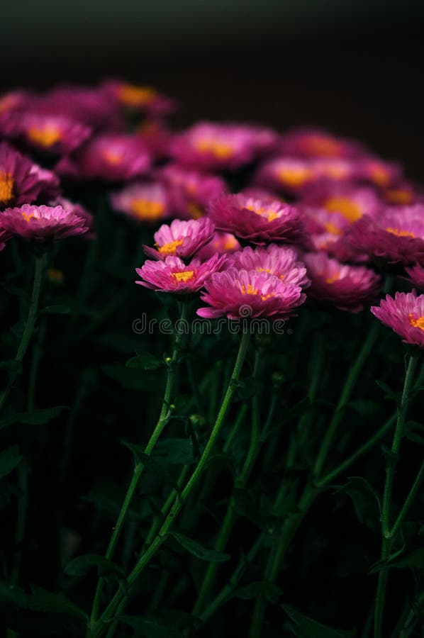 Pink Flowers Look Like Daisies on Green Stems Stock Image Image of