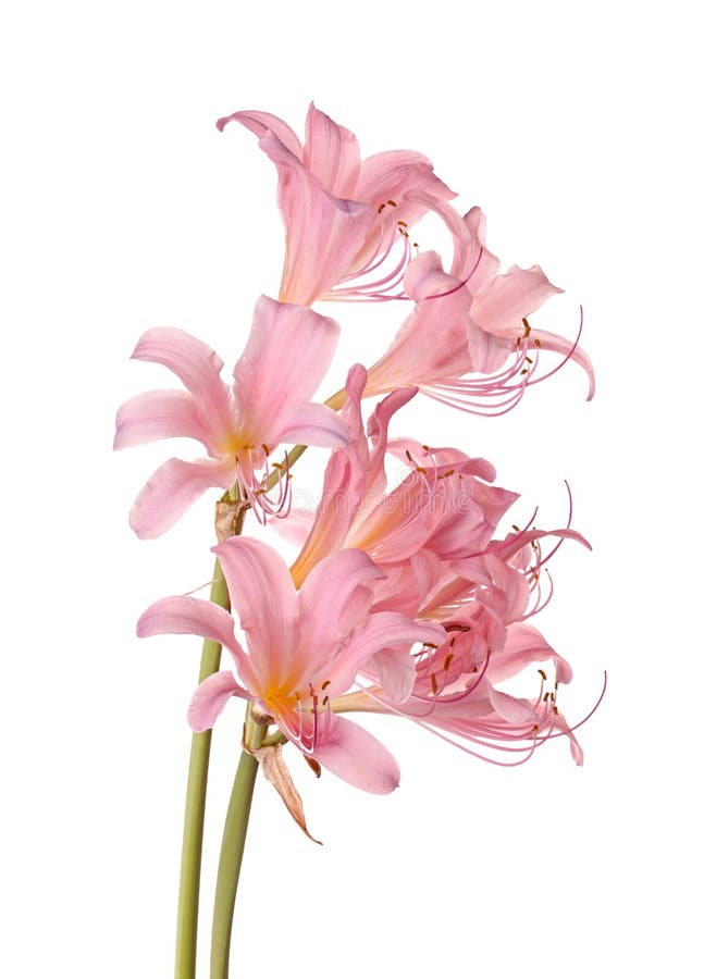 Two stems of pink-flowered Lycoris squamigera, also called resurrection flower, surprise lily or magic lily, isolated against a white background. Two stems of pink-flowered Lycoris squamigera, also called resurrection flower, surprise lily or magic lily, isolated against a white background