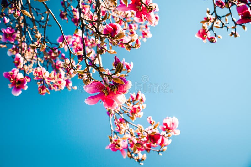 Pink flowers of magnolia tree blossoms stock photo Pink flowers of magnolia tree blossoms stock photo