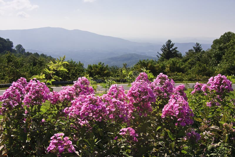 Blue Ridge Appalachian Mountains Spring Flowers Stock Photo Image of