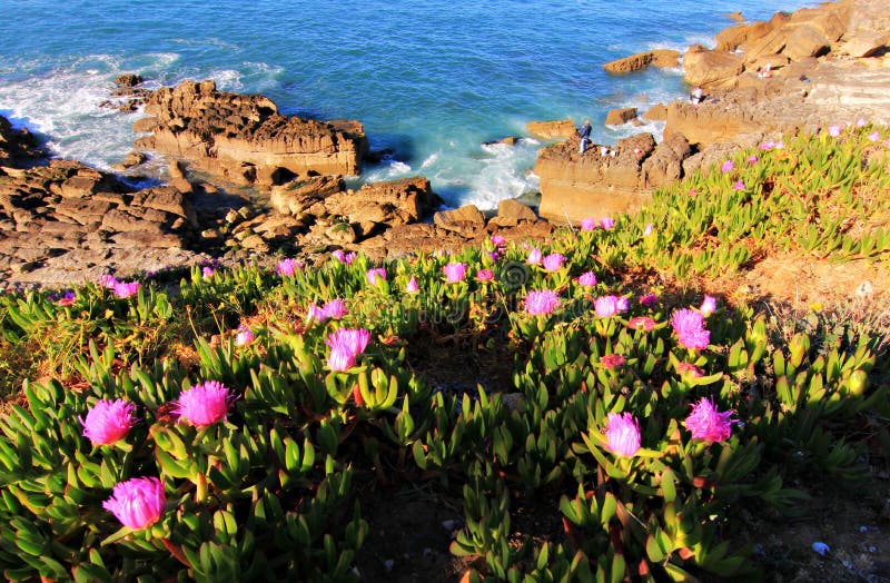 Pink Flowers and Ocean Cliffs Stock Photo - Image of spring, tourism ...