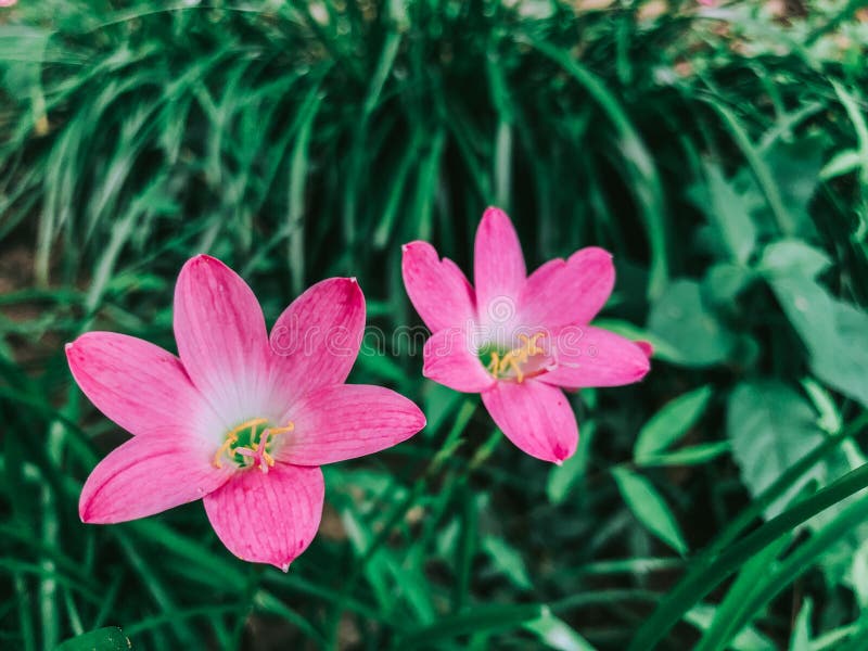 Pink Flowers beside the Pathway in the Evergreen Forest Stock Photo