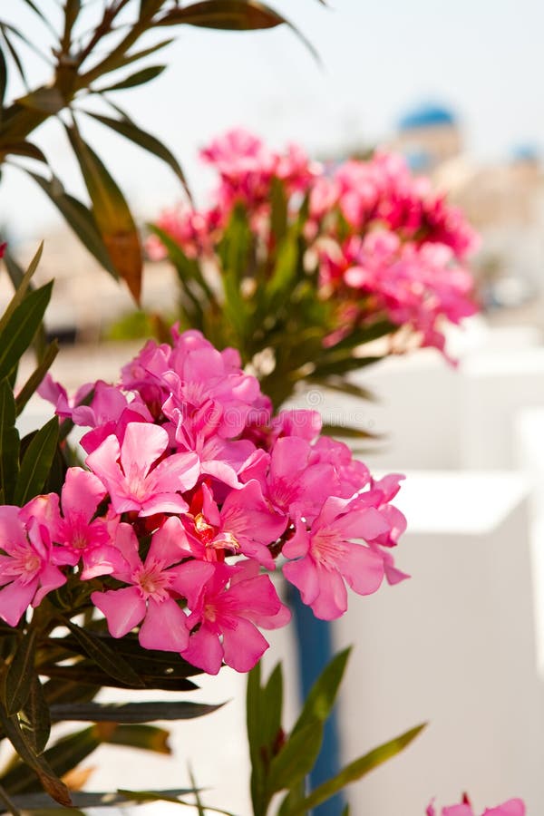 Pink Flowers in Perissa, Santorini, Greece Stock Photo Image of green