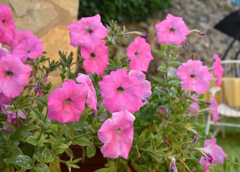 Pink Flowers of Petunia Axillaris. Stock Image - Image of botanical ...
