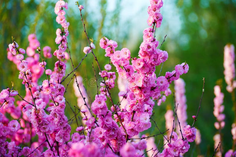 The pink flowers