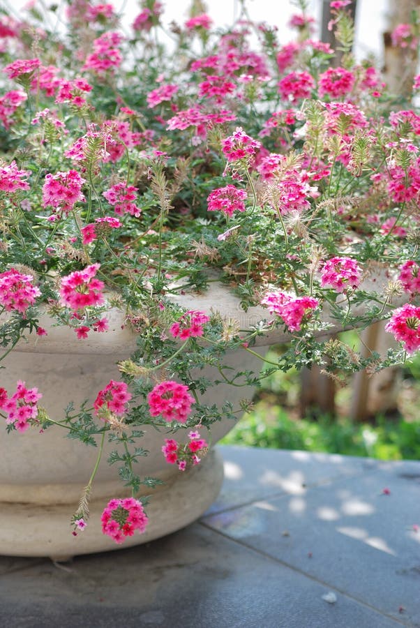 Pink flowers in plant pot stock image. Image of garden 6487593