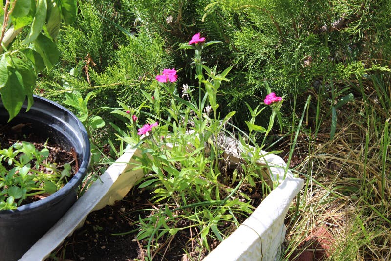 Pink flowers in pot stock photography Pink flowers in pot stock photography