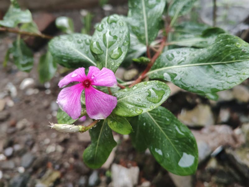 Pink Flowers Rose Periwinkle Flower royaltyfri bild