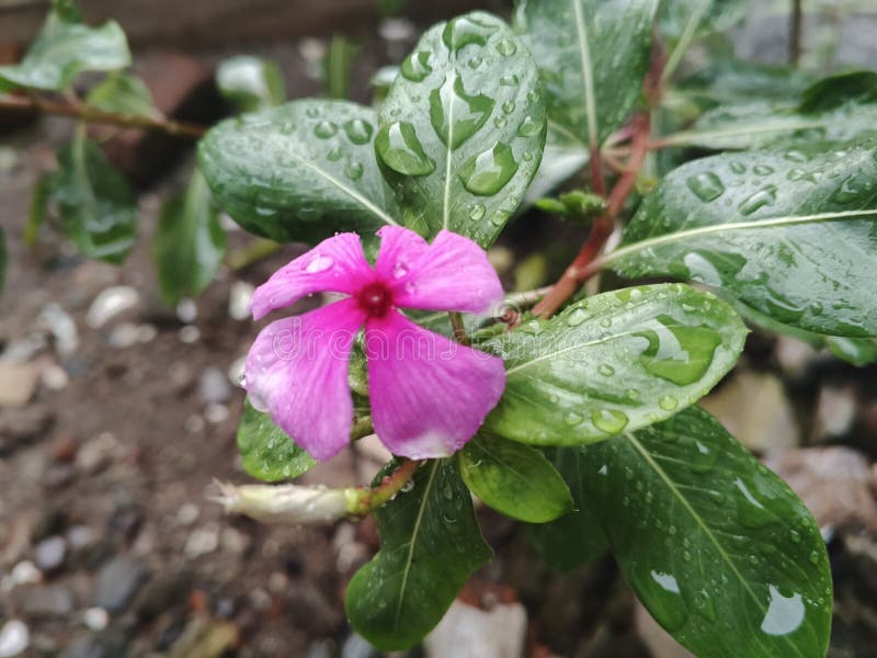 Pink Flowers Rose Periwinkle Flower arkivfoto