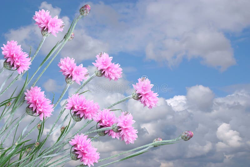 Pink flowers and sky.