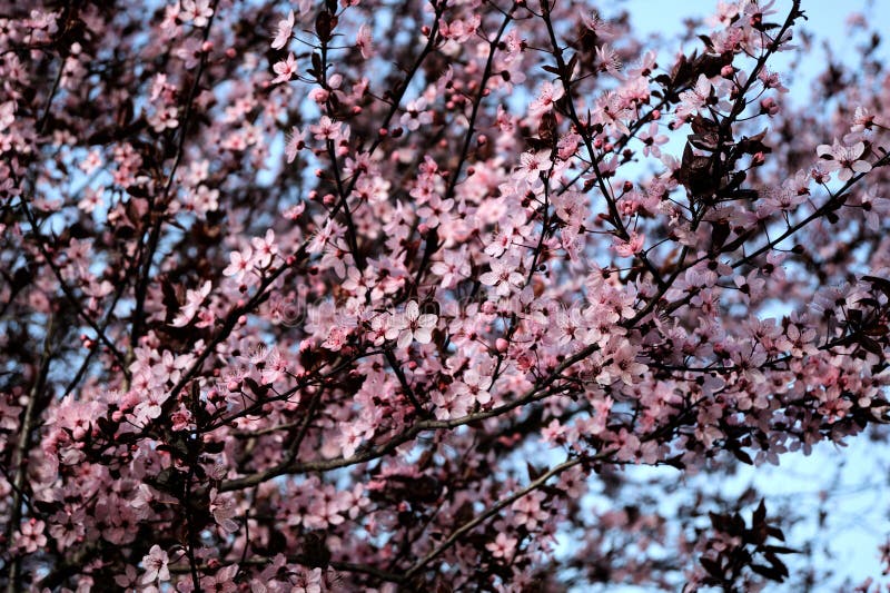 Pink flowers in spring bloom with blue background royalty free stock images