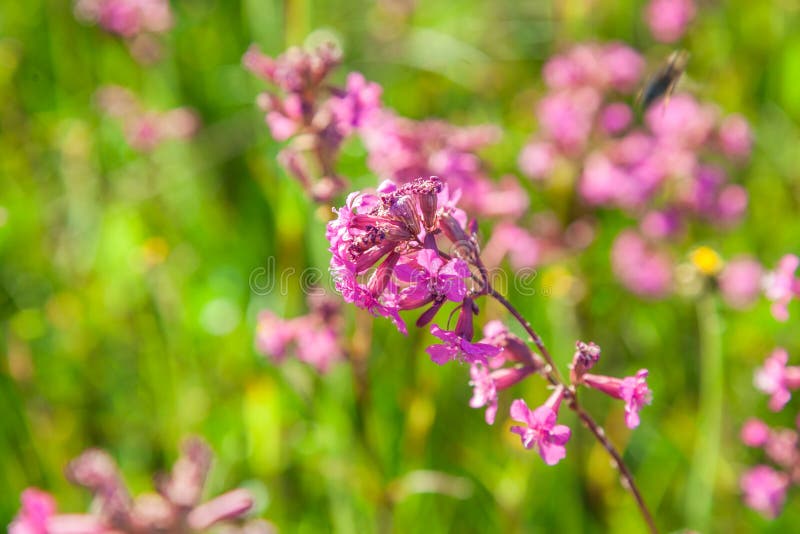 Pink flowers on a stalk stock photo. Image of flowers 130880758