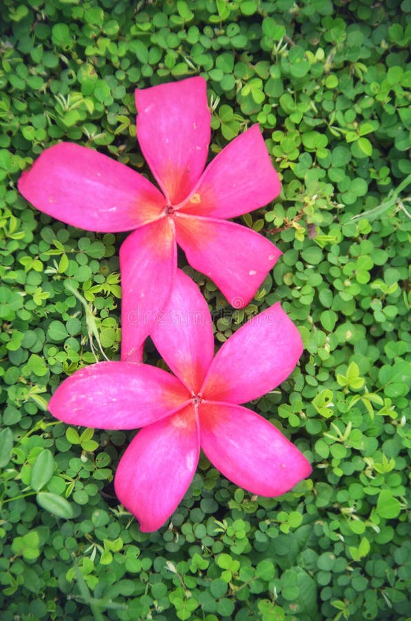 Pink Flowers together stock image. Image of nature, flowers 215879129