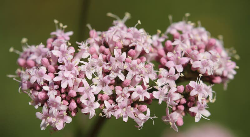 The Valerian Plant, Valium Substitute Stock Image - Image of garden ...