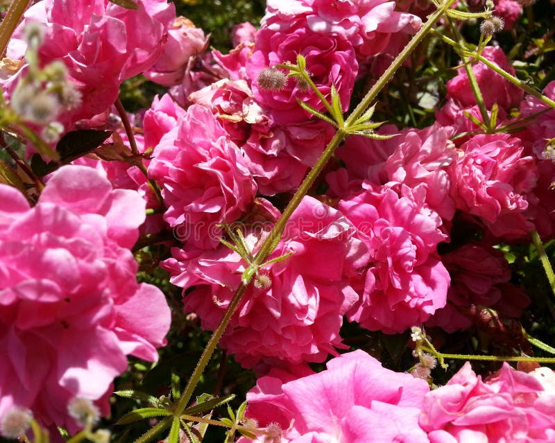 Pink Flowers on a Vine stock photo. Image of rainforest 96578152