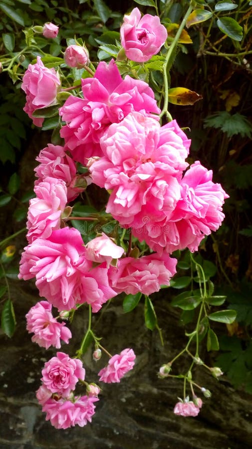 Pink flowers wall stock image. Image of wall, flowers 94982225