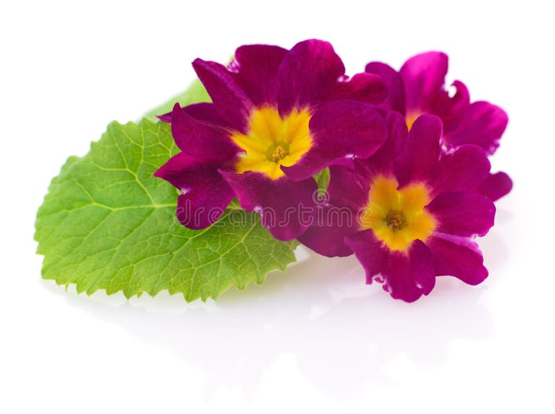 Pink flowers on white stock image. Image of white, blooms 21663917