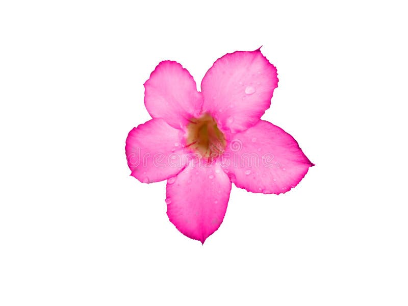 Pink flowers on a white background. stock photos Pink flowers on a white background. stock photos