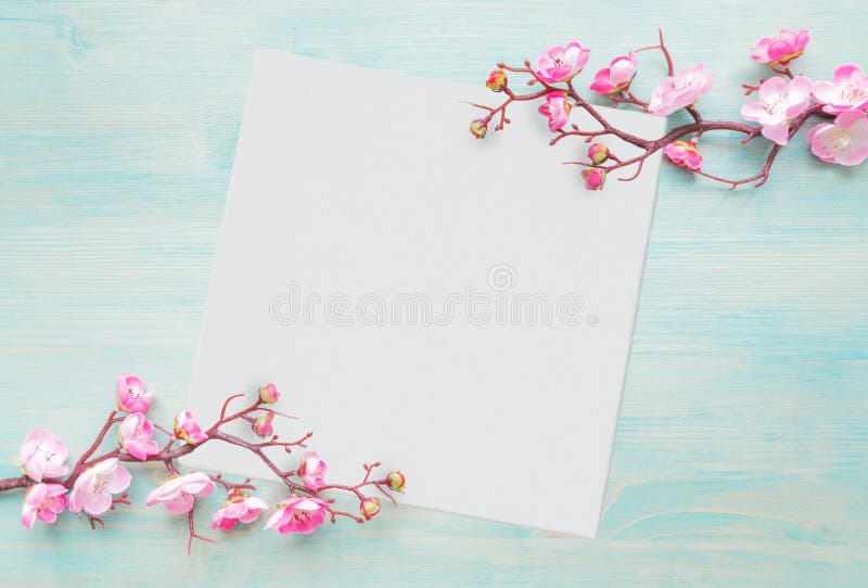 Pink flowers and white paper sheet are on blue wooden background