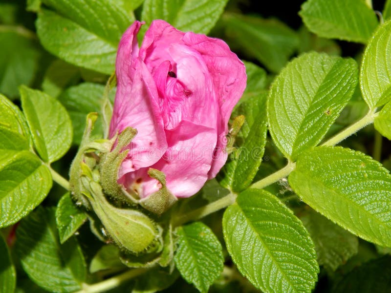 Pink Flowers of Wild Rose Shrub Close Up Stock Photo Image of floral, botany 149399426