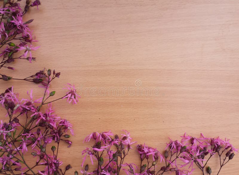 Pink Flowers on Wooden Background. Stock Photo Image of text, pink 71795578