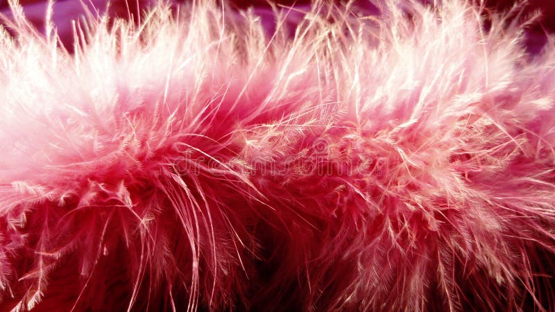 370 Bright Pink Feather Boa Stock Photos - Free & Royalty-Free Stock Photos  from Dreamstime